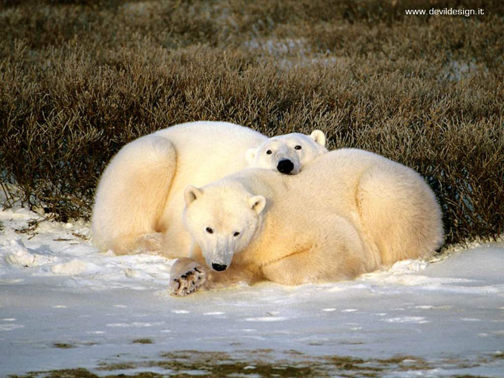 1024_-_Polar_Bears copia